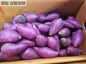 밤고구마(1kg)